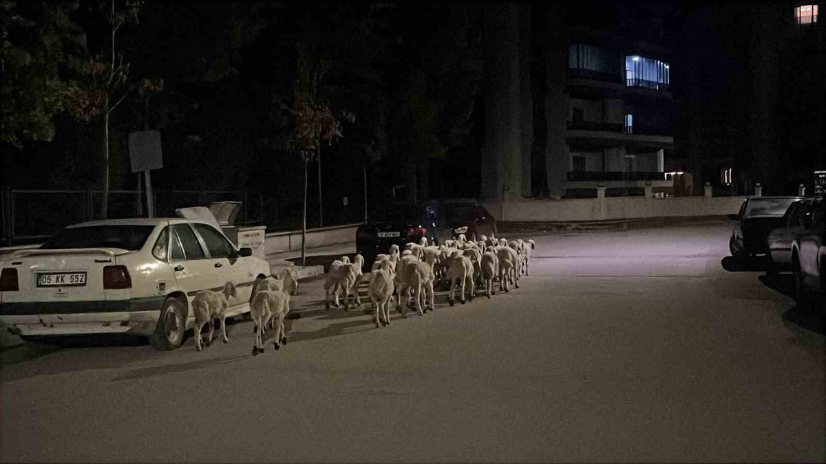 Çorum'da kapıyı kırıp kaçan koyunlar sokak sokak aranıp boş arazide bulundu