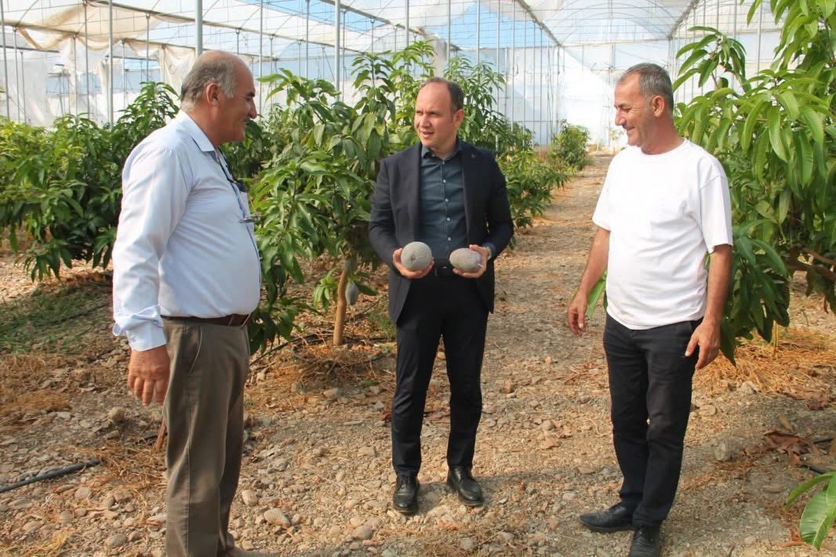 Erzin Kaymakamı Akpınar, avokado ve mango yetiştirilen serada incelemelerde bulundu