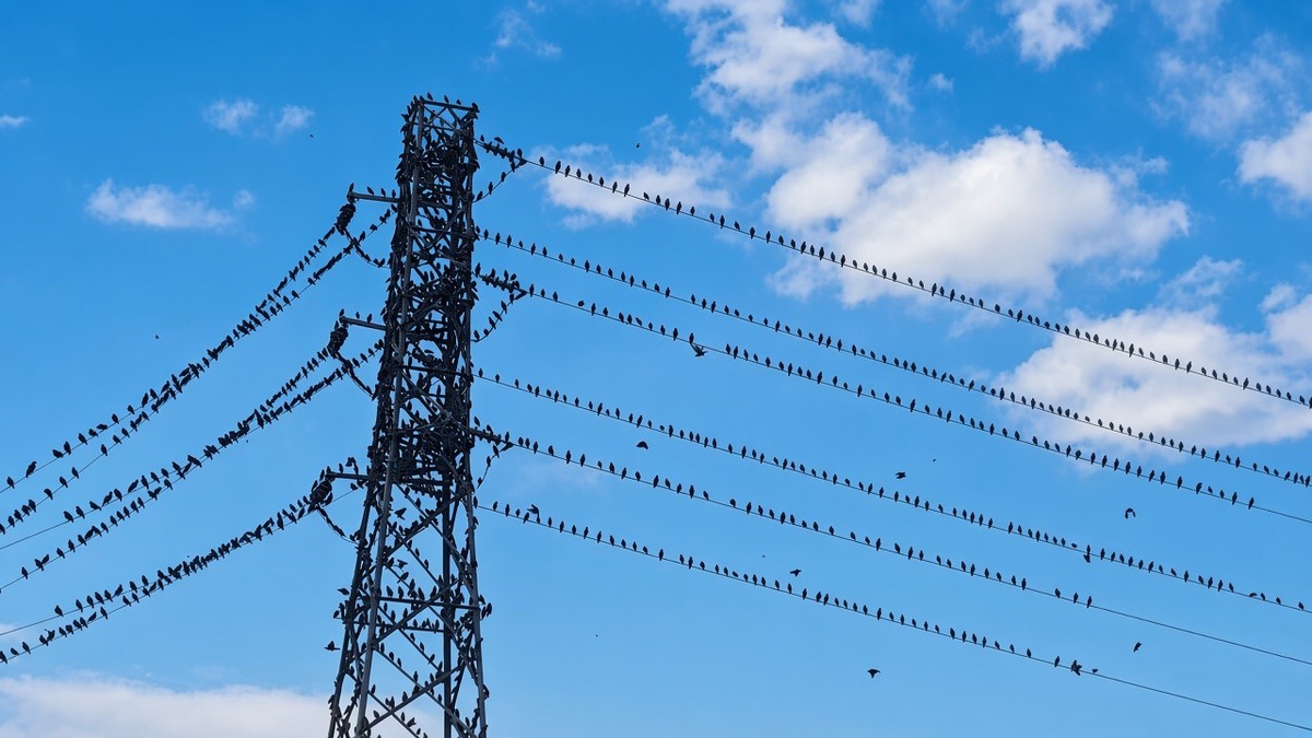 Erzincan Çayırlı\'da binlerce kırlangıç göç yolunda elektrik tellerine kondu