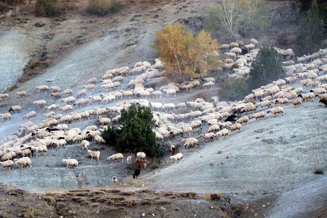 Munzur Dağları'ndaki yaylalarda 5 aylık sezon sona erdi, göçerler Erzincan'a dönüyor