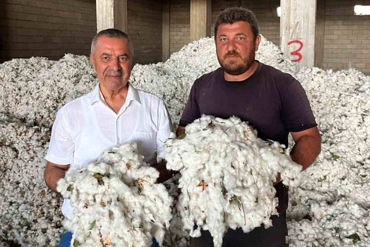 Gaziantep Araban\'da pamuk hasadı başladı, ilk ürüne Cumhuriyet altını verildi