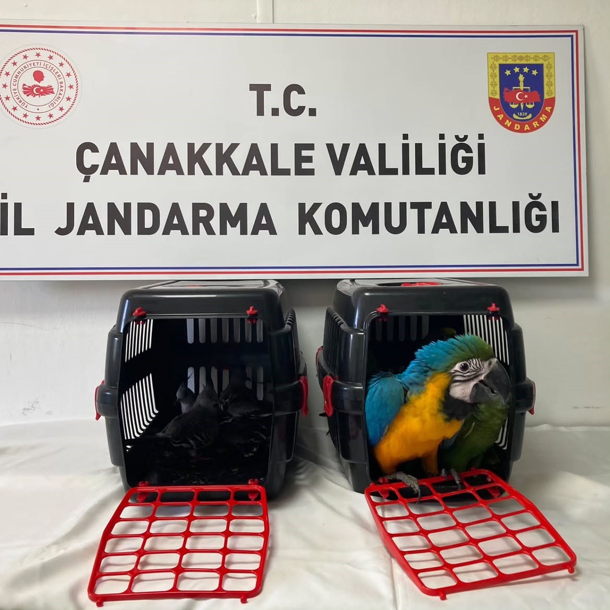 Çanakkale\'de şüpheli araçta bulunan 9 egzotik kuşa el konuldu