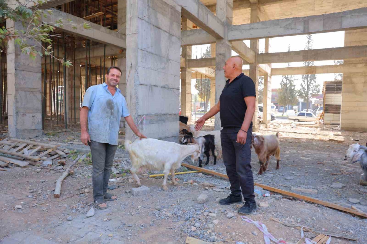 Kahramanmaraş\'ta inşaat alanında 9 keçi bulan esnaf, hayvanların sahibini arıyor