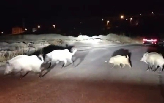 Karabük'te yolda domuz sürüsüyle karşılaşan kadın sürücü yavru domuza yol gösterdi