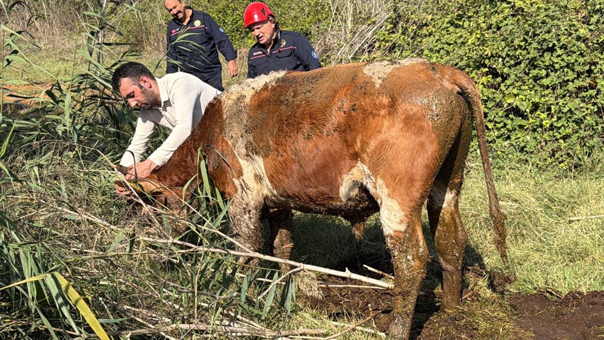 Kocaeli Gebze\'de bataklığa saplanan 2 büyükbaş hayvanı itfaiye kurtardı