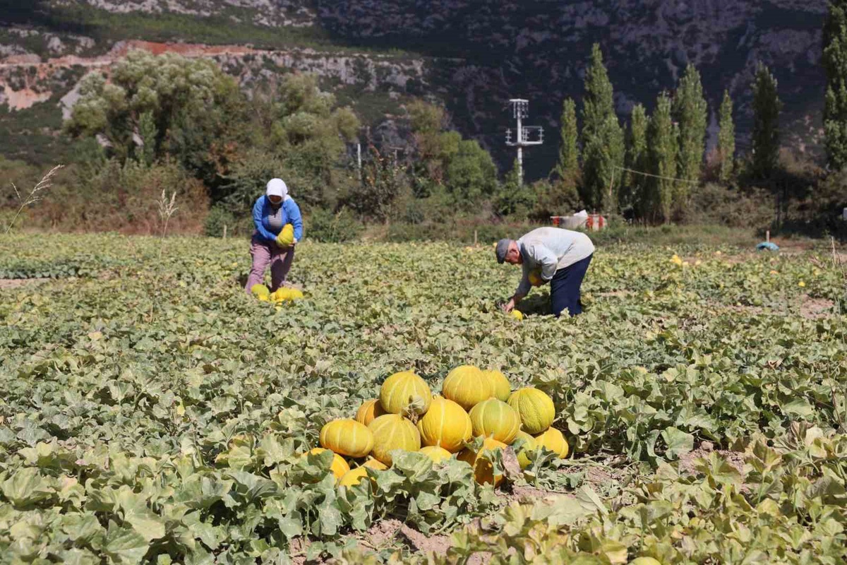 Muğla Menteşe\'de Karabağlar Yaylası\'nda Yayla kavunu ve Ata sebzesi hasadı yapıldı