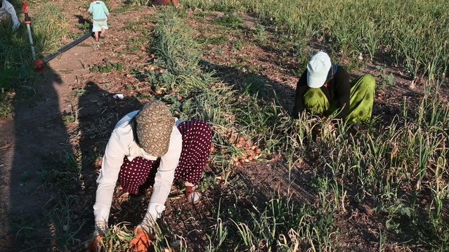 Yozgat Aydıncık'ta soğanda pembe kök hastalığına doğal çözüm hasat sağladı