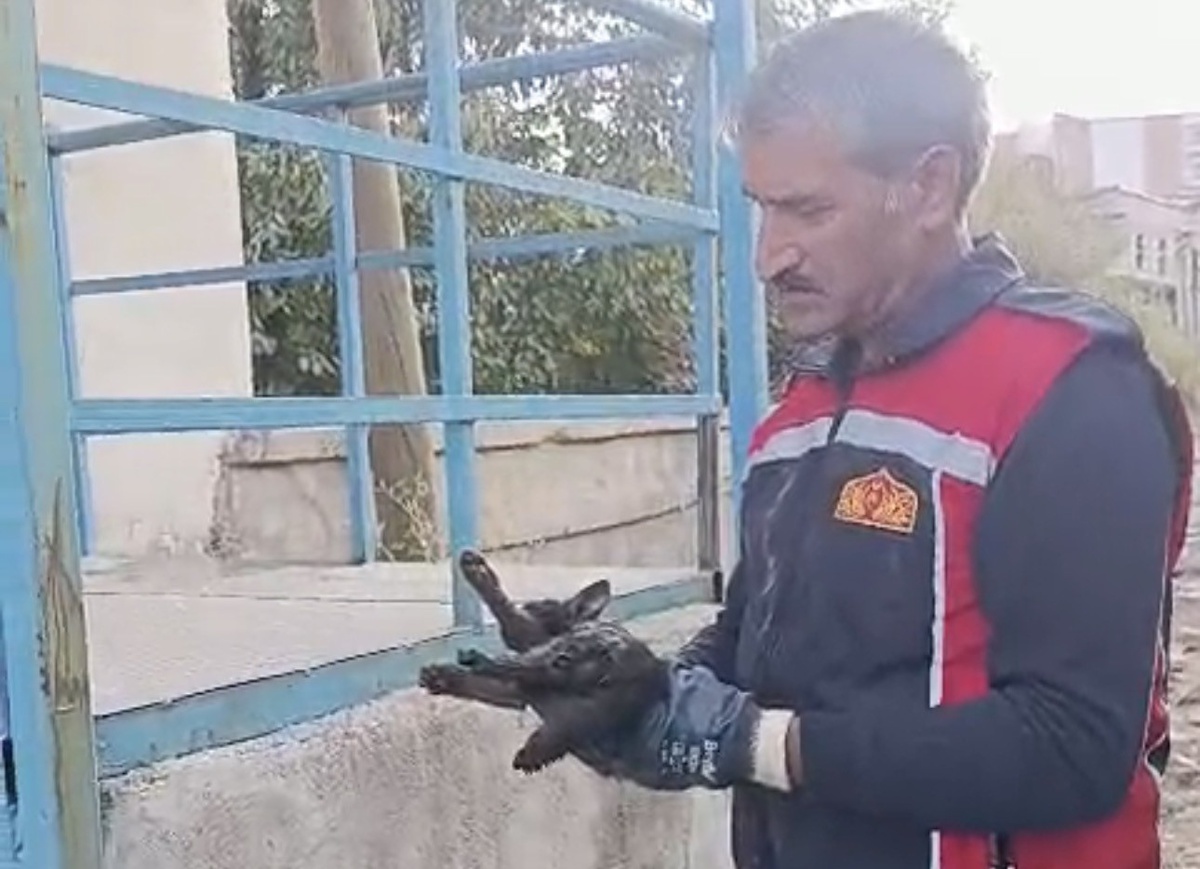 Yüksekova\'da park halindeki araç motoruna sıkışan kedi itfaiye ekiplerince kurtarıldı