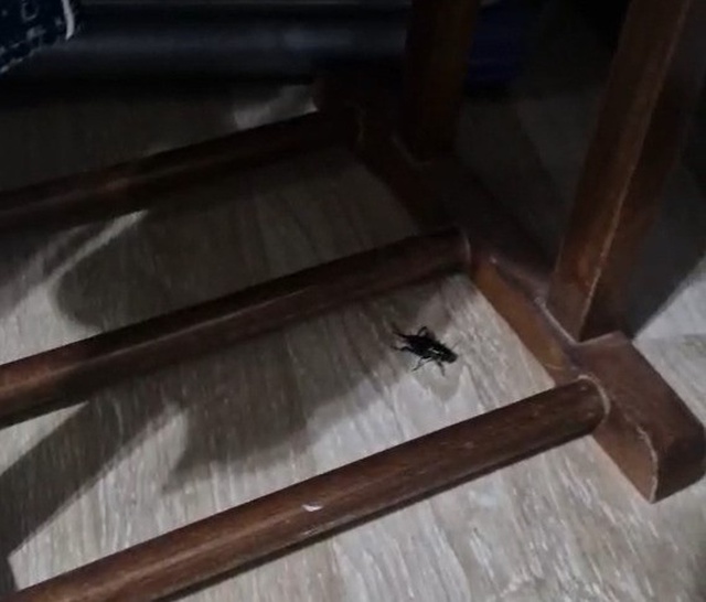 Şehirde kimse uyuyamıyor! Ses geceleri 100 desibele çıkıyor