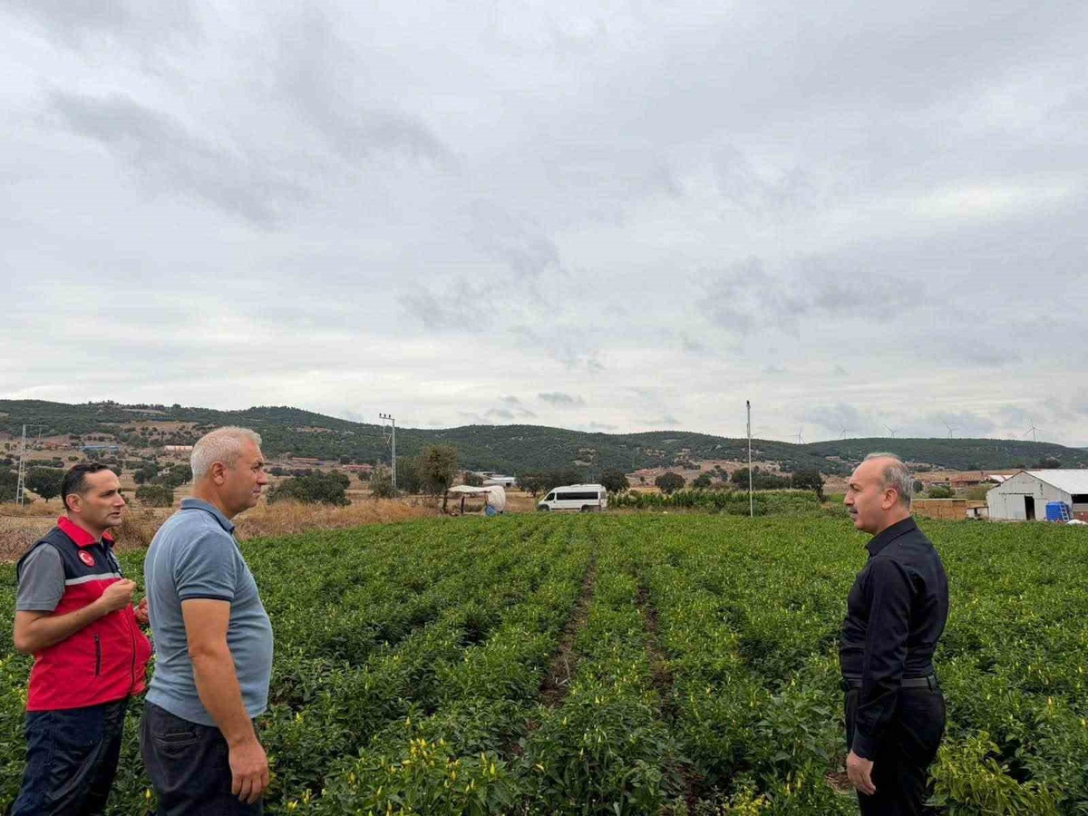 Balıkesir Karesi\'de turşuluk biberiye tarlasını İl Tarım Müdürü Düzgün ziyaret etti