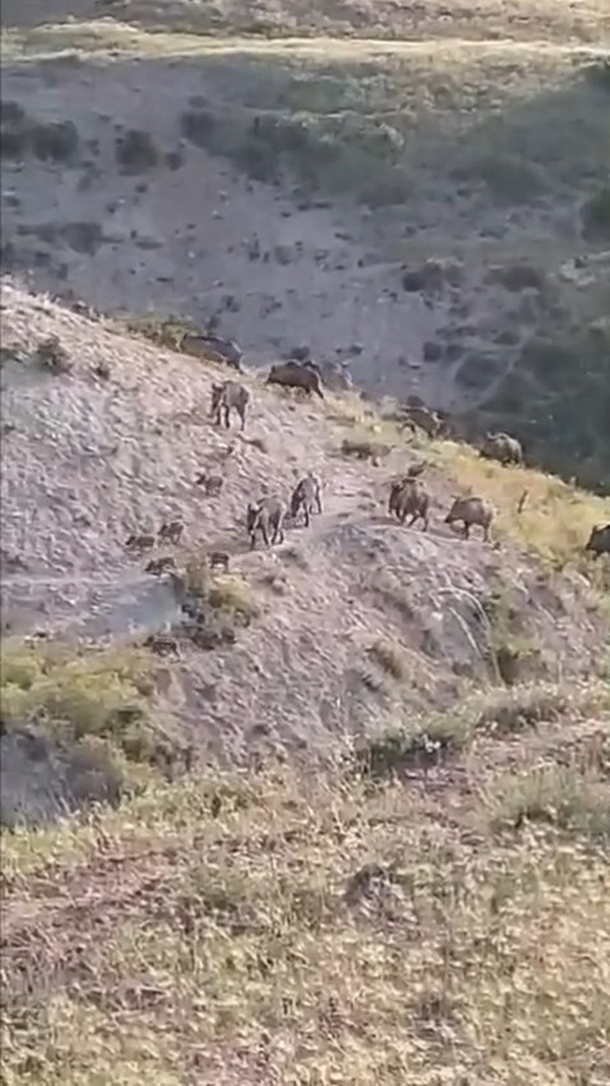 Elazığ Kovancılar\'da domuz sürüsü karlı arazide görüntülendi