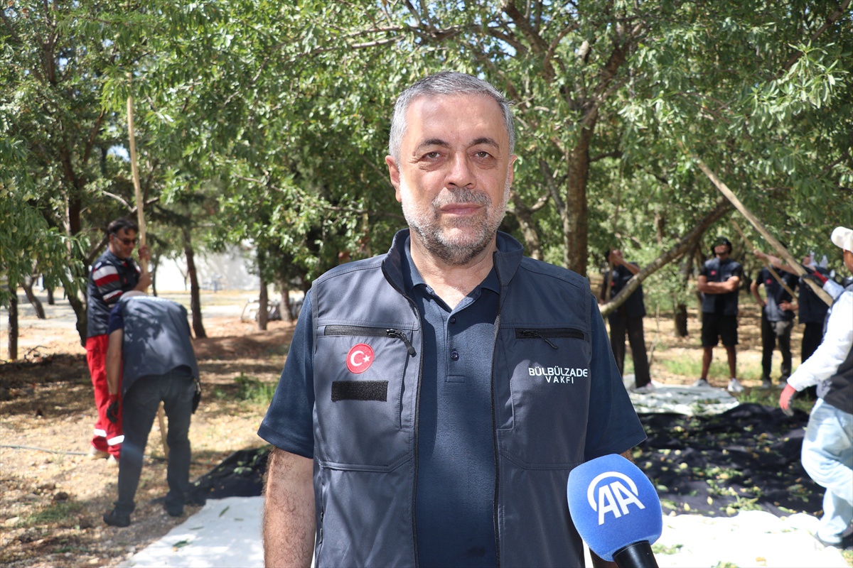 Gaziantep\'teki Kurtuluş Ormanı\'nda badem hasadı yabancı gönüllülerle sürüyor