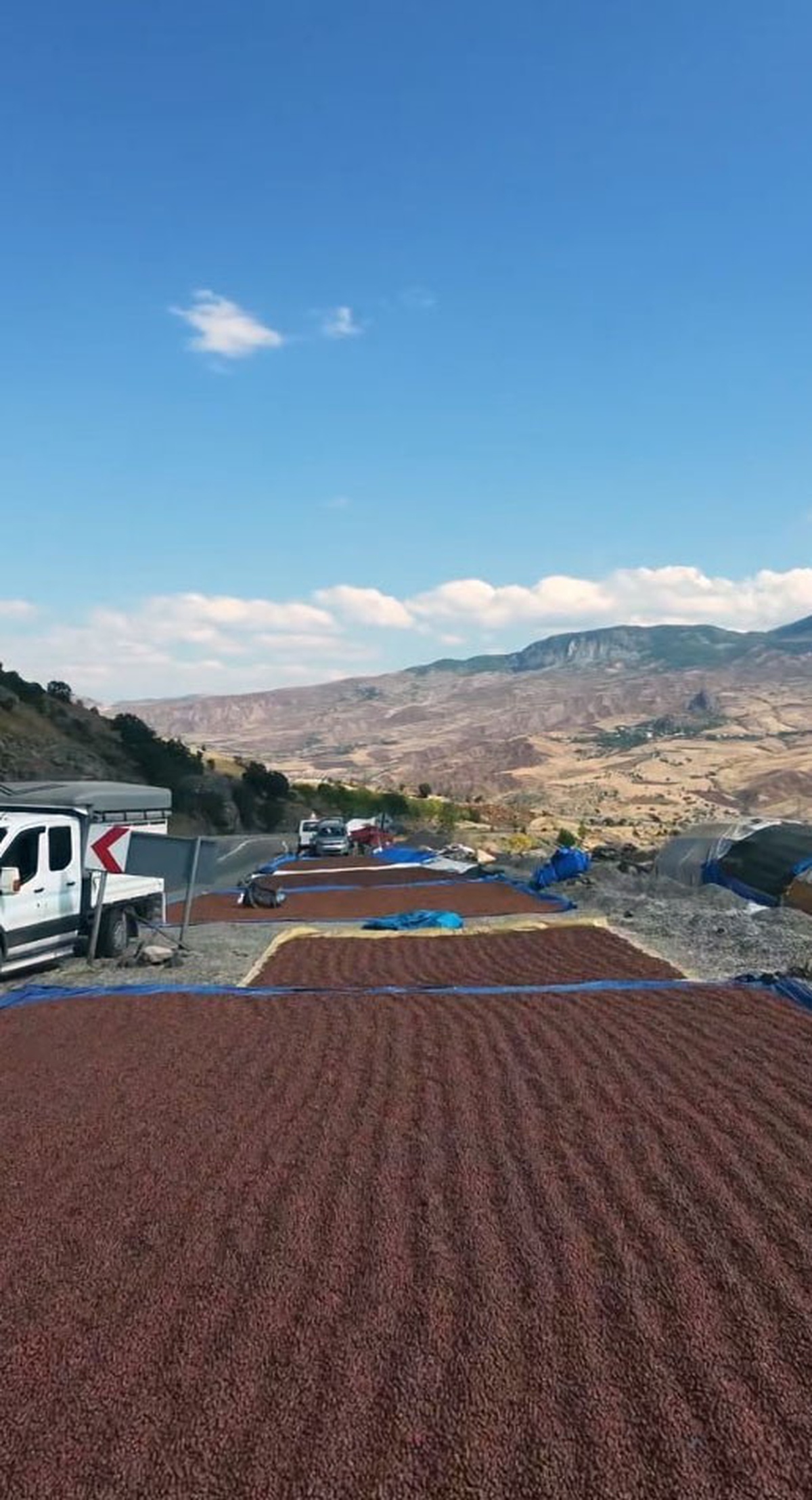 Giresun\'da yağış yüzünden fındığını kurutamayan üreticiler Şebinkarahisar\'a yöneldi