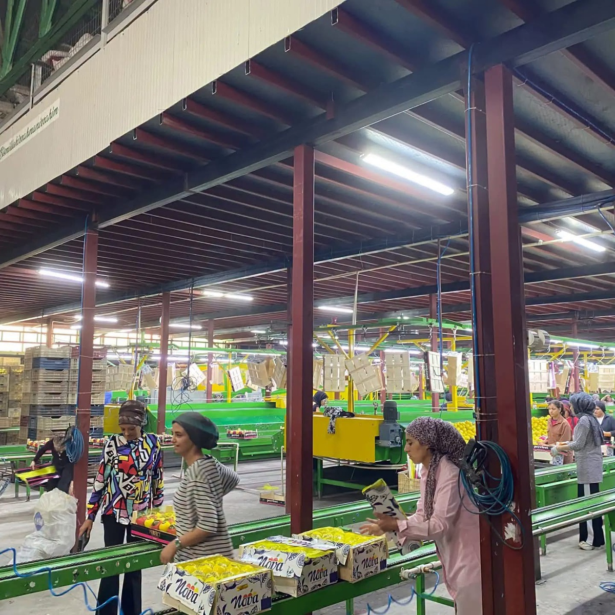 Hatay\'da Mayer limonlarında ihracat öncesi pestisit kontrolü sürüyor