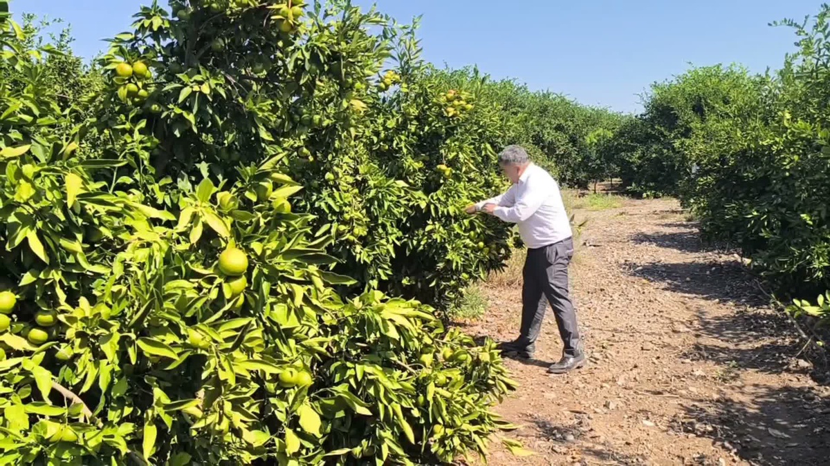 Hatay Erzin\'de üretici Özsoy, 43-45 liralık market fiyatının doğal olduğunu söyledi