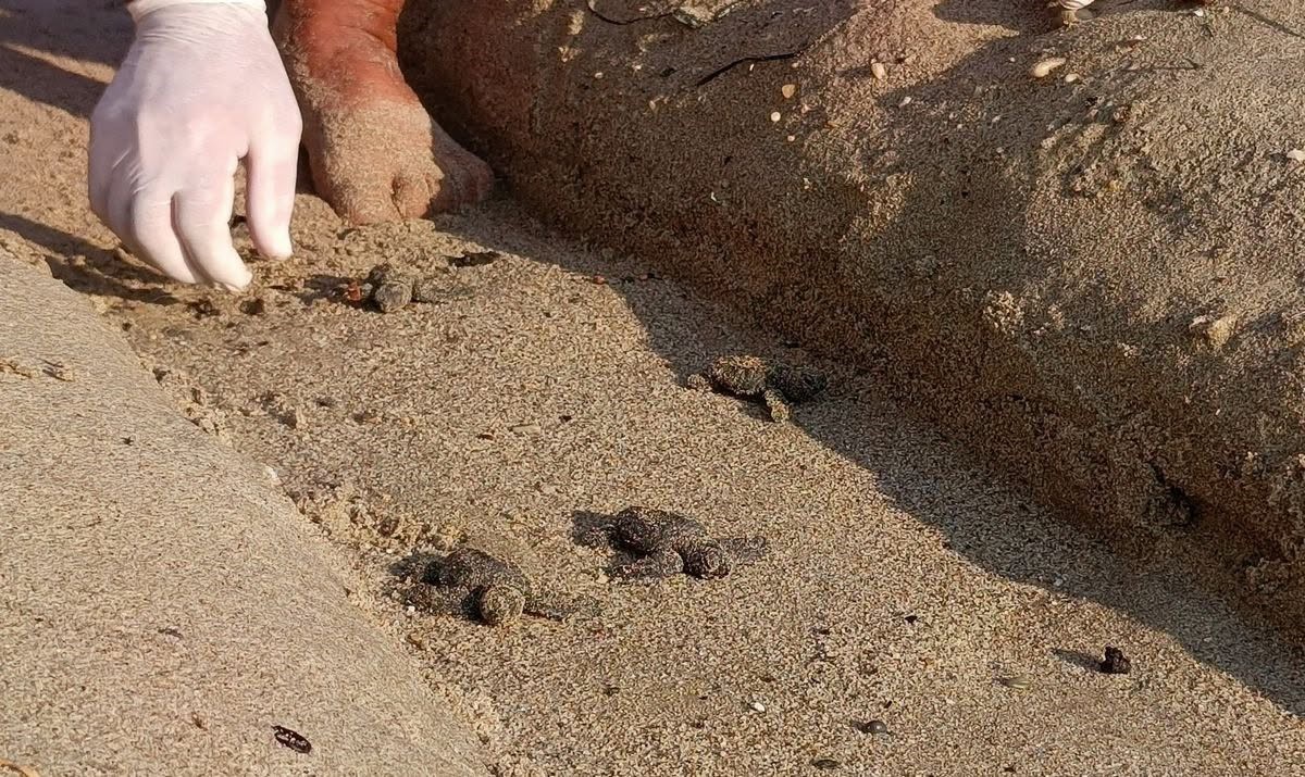 Sel gören Kuşadası Orsen plajındaki yuvadan 67 caretta yavrusu denize ulaştı