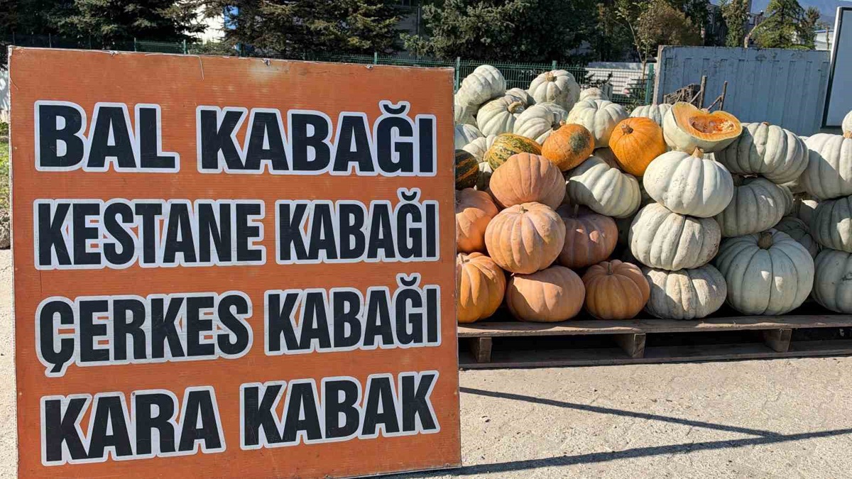 Düzce İhsaniye\'de yetişen Düzce kabağı İngiltere, Almanya ve Fransa\'ya gönderiliyor