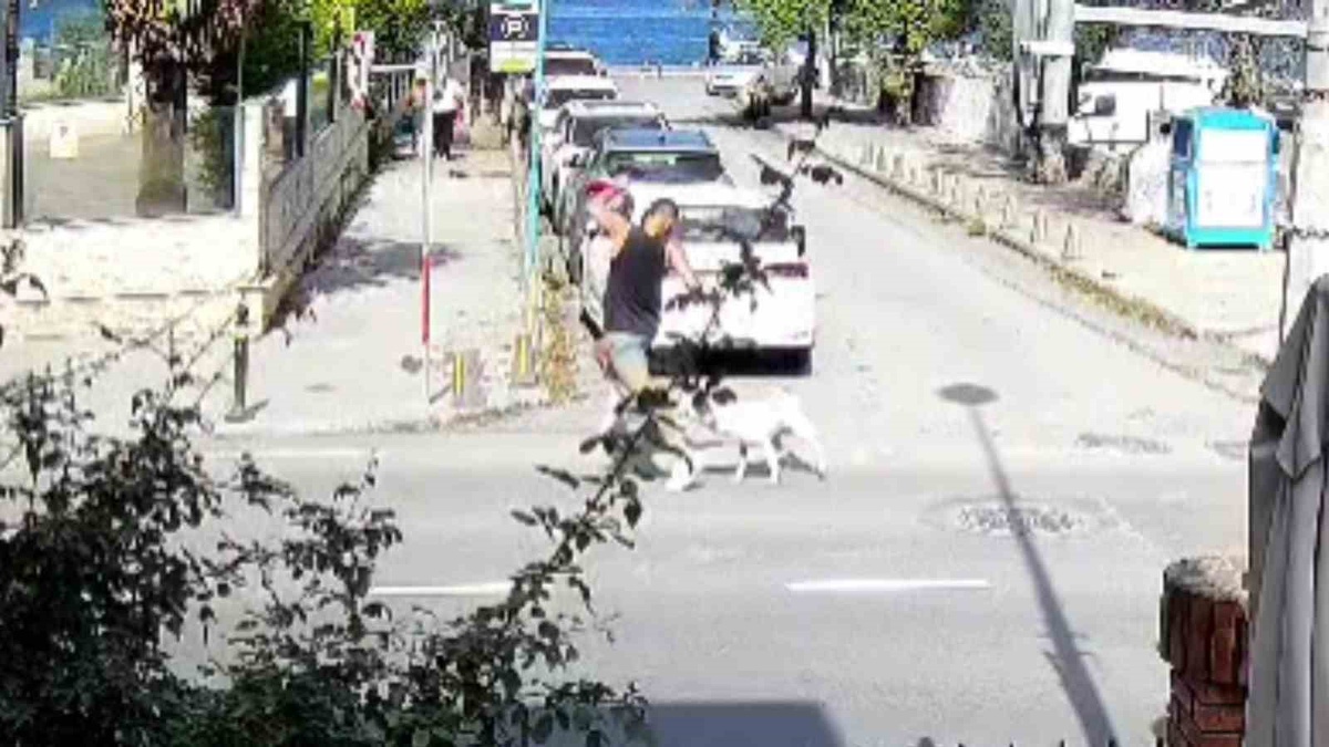 Sarıyer Kireçburnu\'nda başıboş köpeklerin saldırıp bazı kişileri ısırdığı öne sürüldü