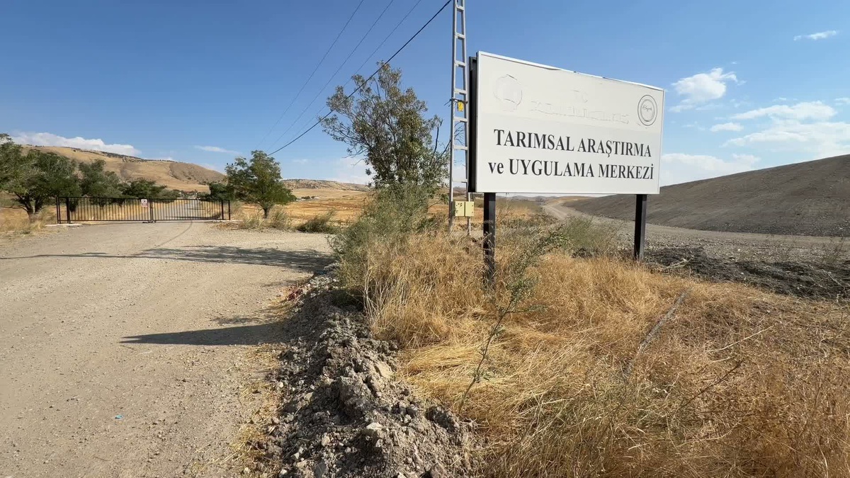 Yozgat Bozok Üniversitesi ithal hibritlere alternatif yerli etlik piliç üretecek