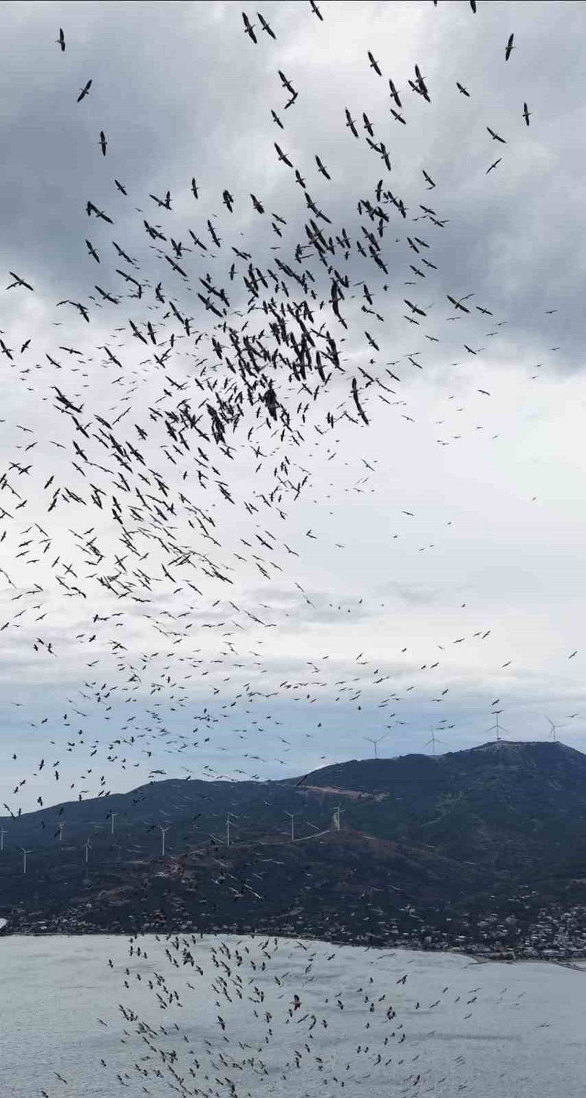 Balıkesir Paşalimanı yakınında yüzlerce kuşun senkronize uçuşu görsel şölen sundu