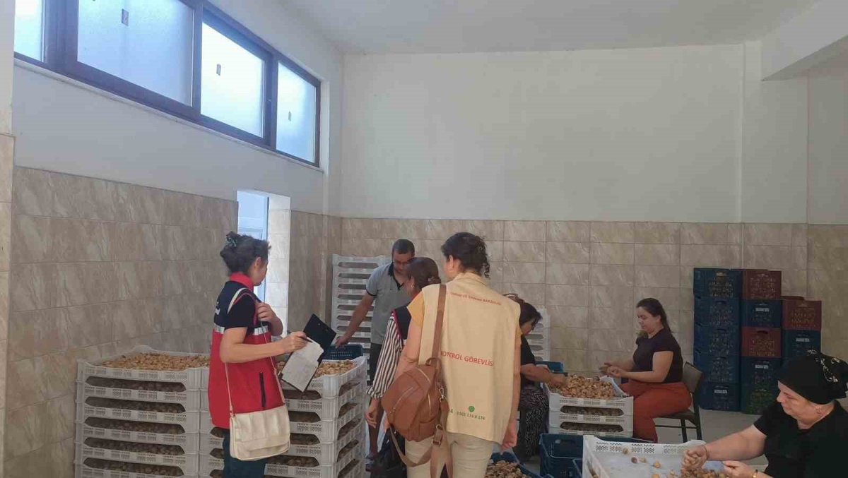 Bozdoğan\'da AB tescilli Aydın inciri için hijyen denetimi yapılıyor