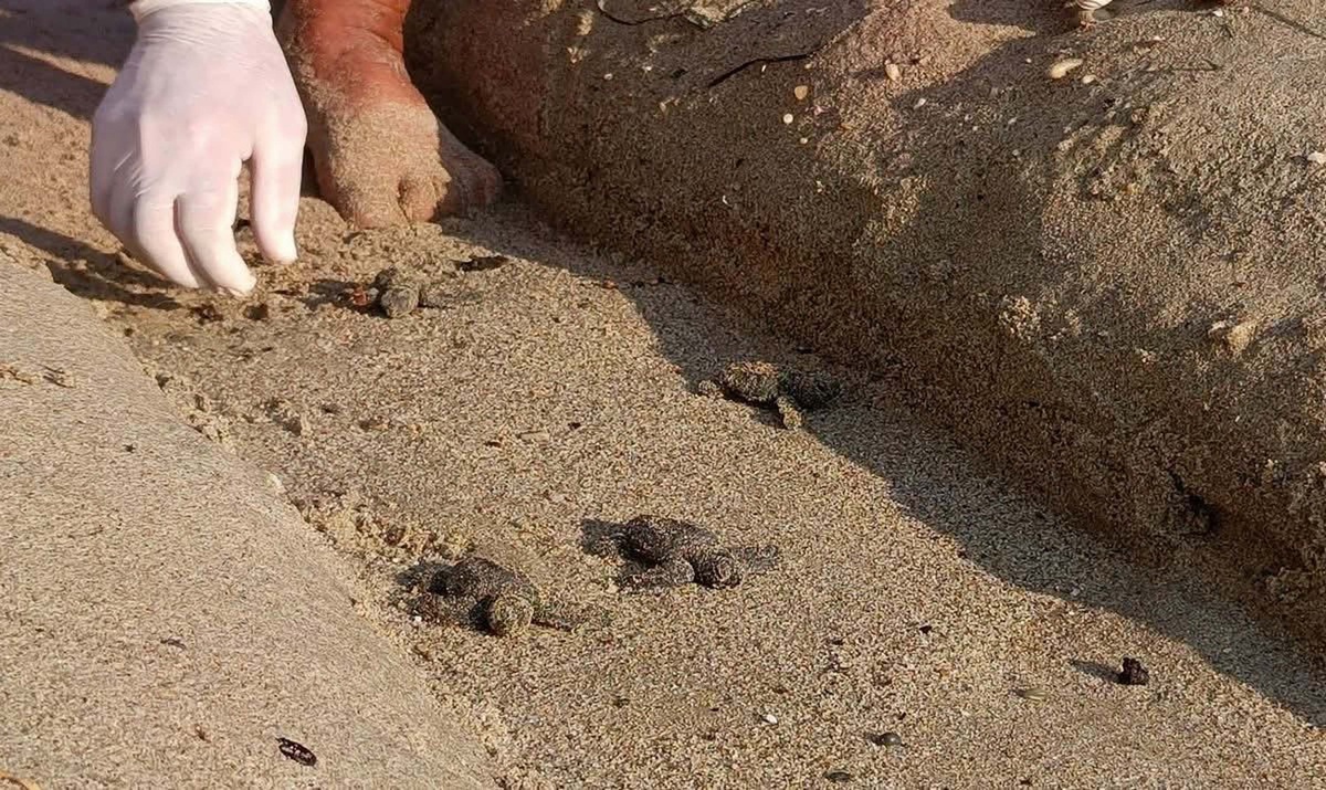 Kuşadası Davutlar\'da beklenmeyen yuvada sıkışan 22 caretta yavrusu denize ulaştırıldı