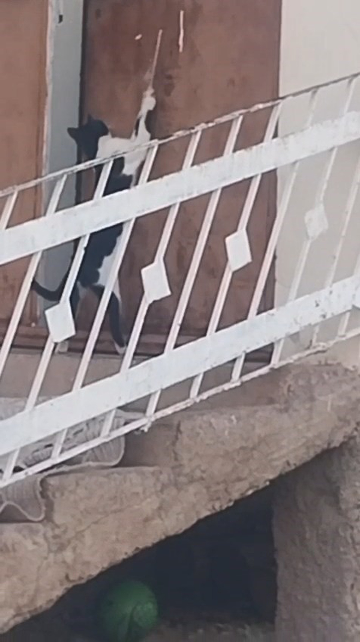 Elazığ Çağlar\'da kedi, kilide vurulan ipi çekerek kapıyı açıp içeri girdi