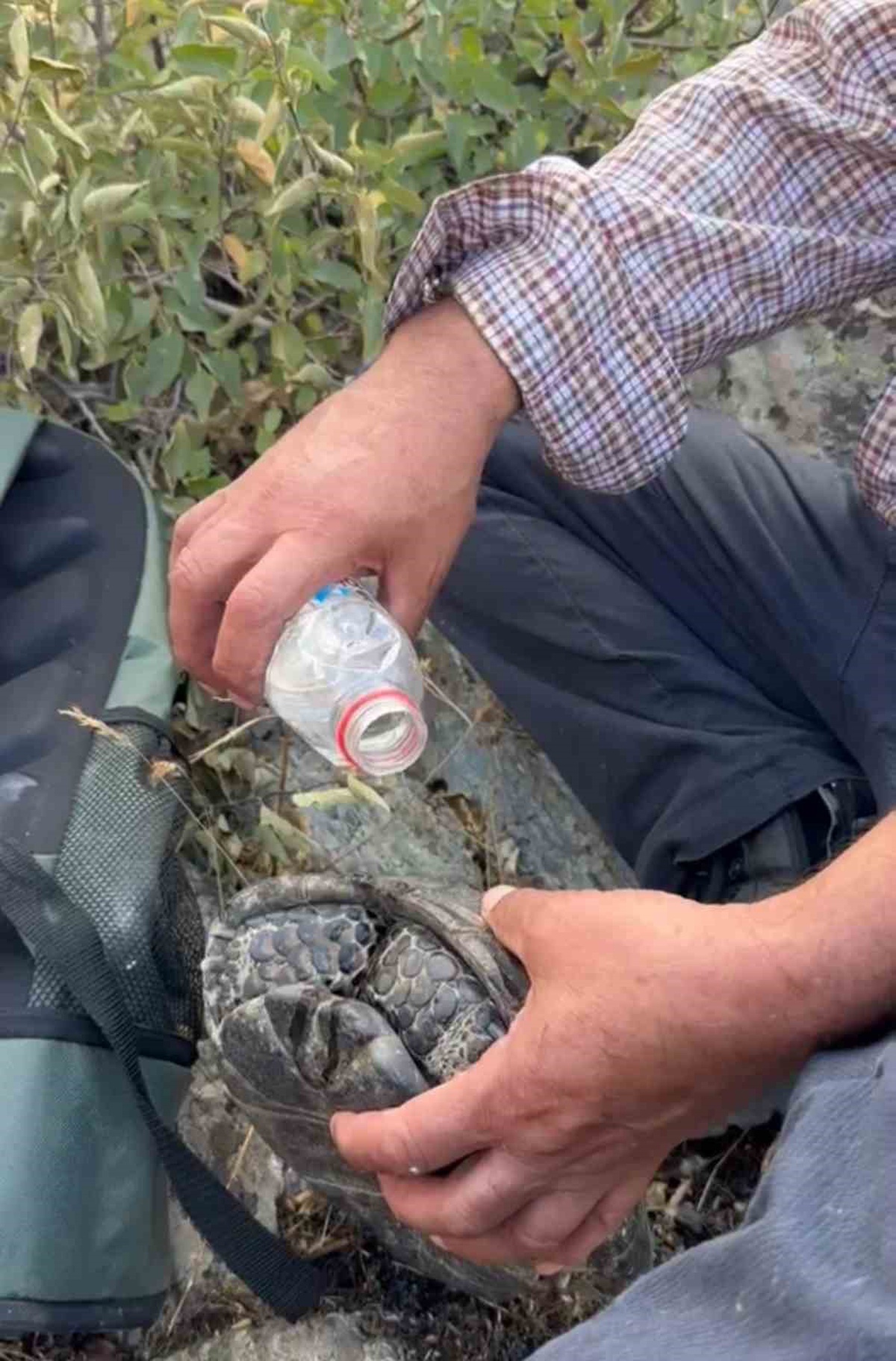 Elazığ Palu\'da kayalıklara saklanan kaplumbağa, vatandaşların suyuyla kendine geldi