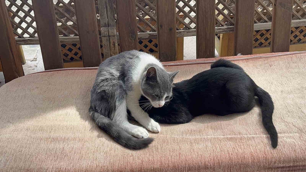 Kastamonu\'da esnafın bakımını üstlendiği kedi, büyüse de kardeşini emmeyi bırakmıyor