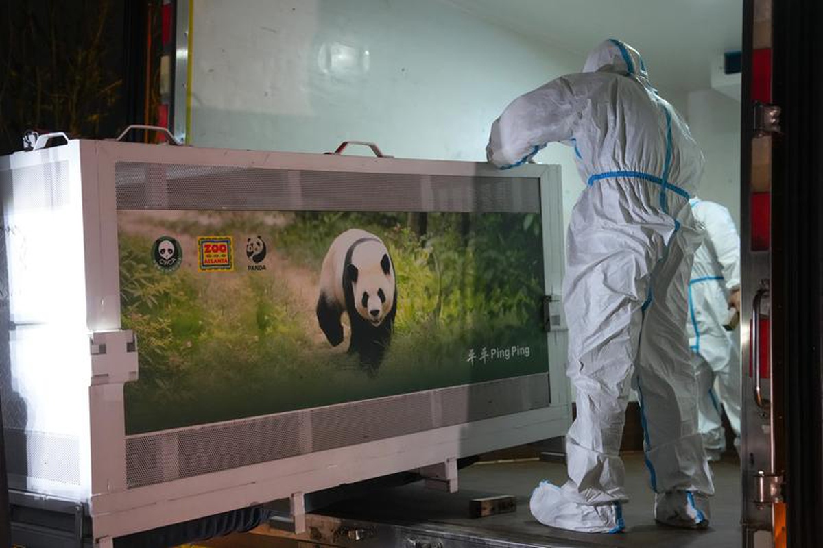 Pingping ve Fushuang, Chengdu\'dan Atlanta Hayvanat Bahçesi\'ne uçakla yola çıktı