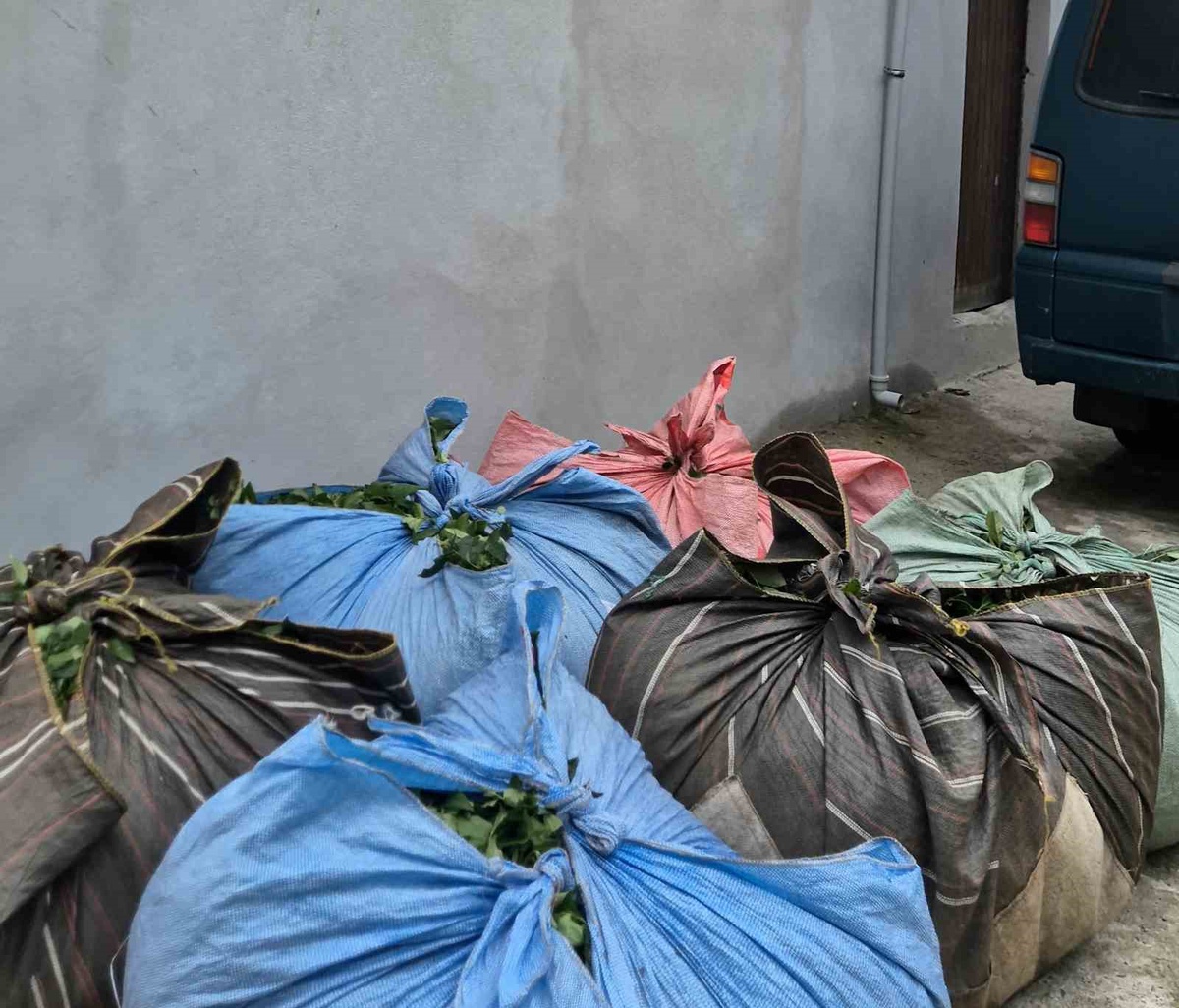 Rize Pekmezli\'de V2L\'li araç çay teleferiğini çalıştırdı, üretici 2 salatalık verdi
