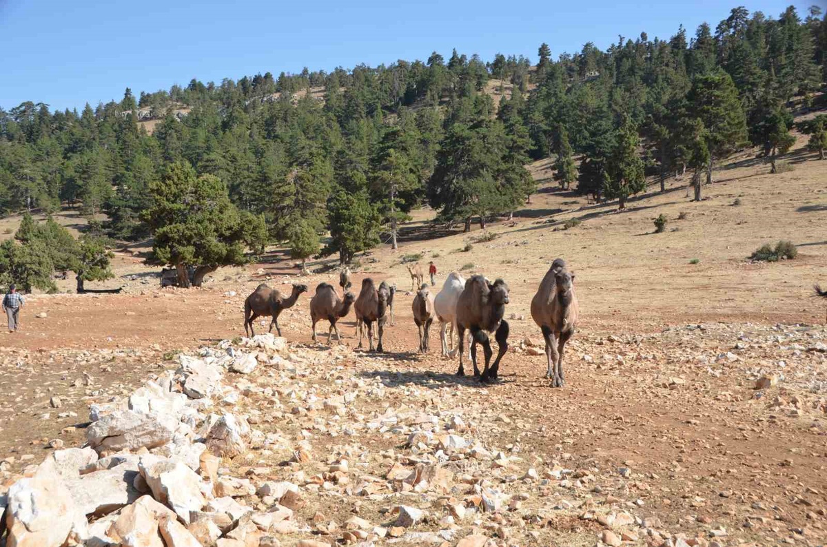 73 yaşındaki son Sarıkeçili devecisi Ali Uçar konargöçer hayatı sürdürüyor