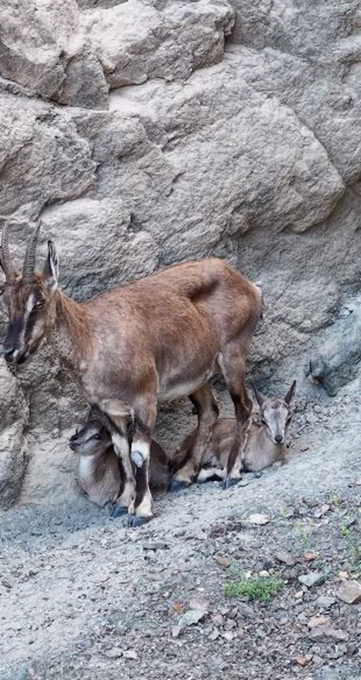 Artvin\'de iki yaban keçisi yavrusu kayalıkta tırmanmayı öğrenirken kameraya yakalandı