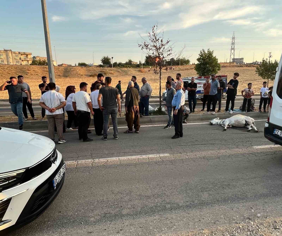 Batman Balpınar\'da hafif ticari araç eşeğe çarptı, hayvan telef oldu