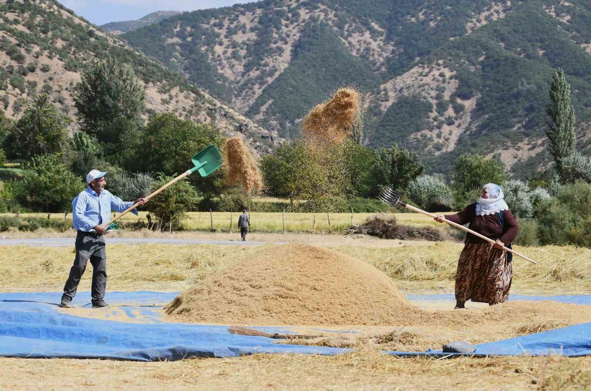 Bitlis Çeltikli\'de çeltik hasadı başladı, ata tohumundan Şeyhciman pirinci üretiliyor