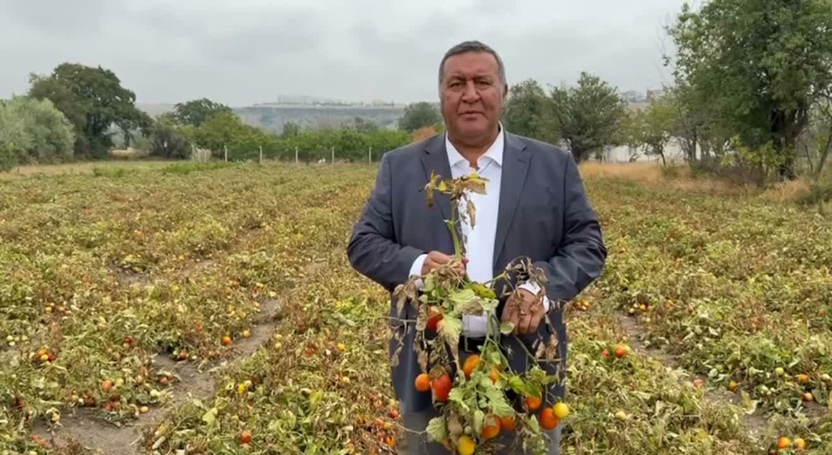 CHP\'li Gürer, üreticinin domatesi değerinde satamadığını belirterek planlama istedi