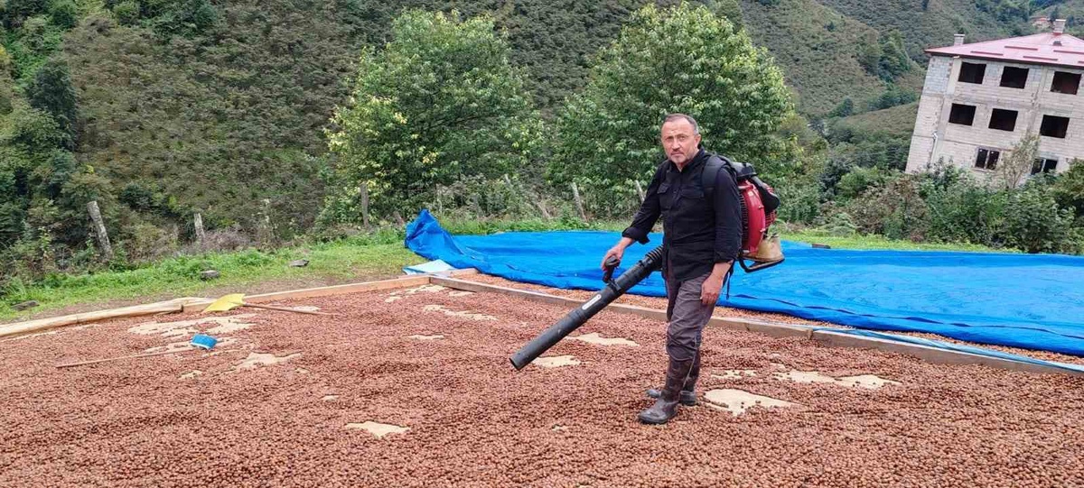 Giresun\'da fındık üreticisi, yağmurda ıslanan ürününü üfleme körüğüyle kurutuyor