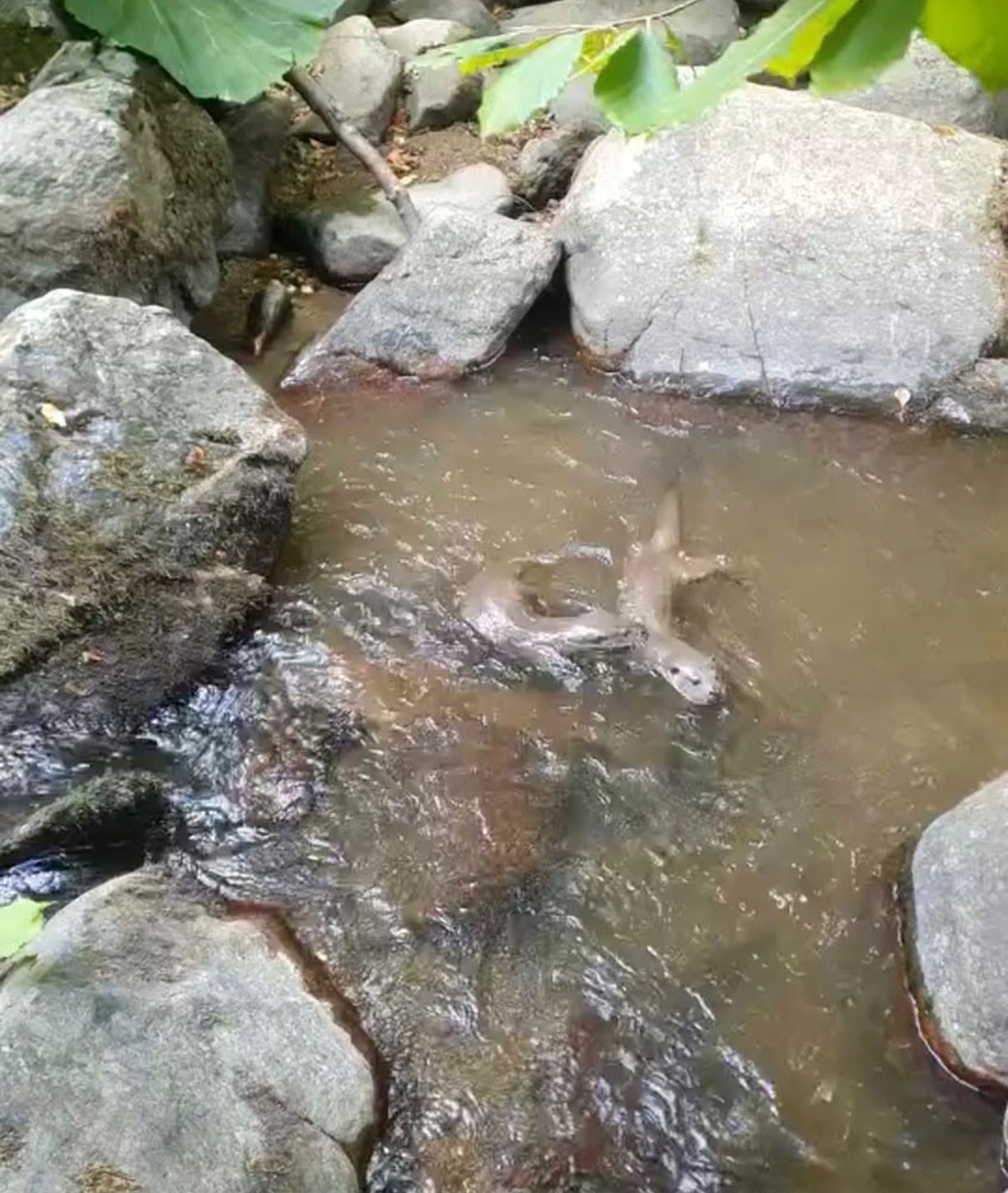 Istranca Dağları\'ndaki dere ve su kaynaklarında yaşayan su samurları görüntülendi