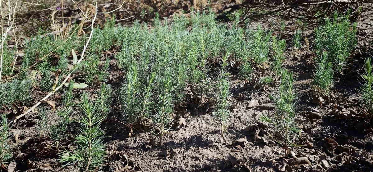 Kahramanmaraş Göksun\'daki yangın alanlarında 17 ton sedir tohumu filizlendi