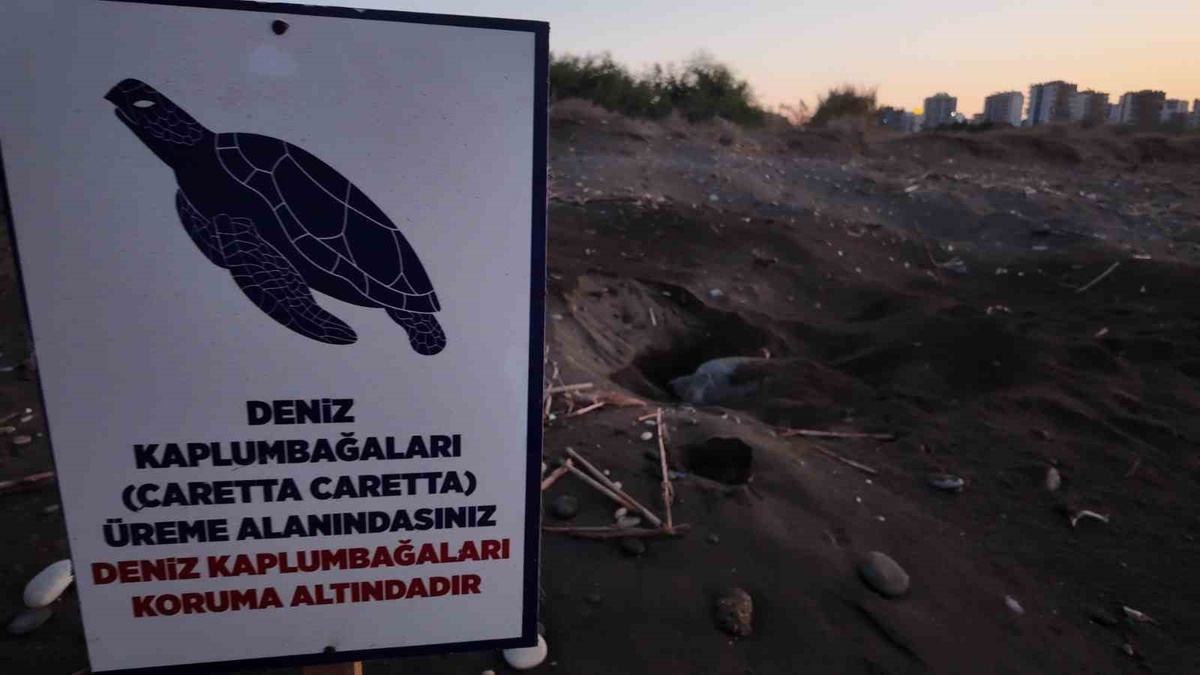 Deniz kaplumbağalarının Mersin\'deki yuvalama sezonu 100 bin yavruyla sona erdi