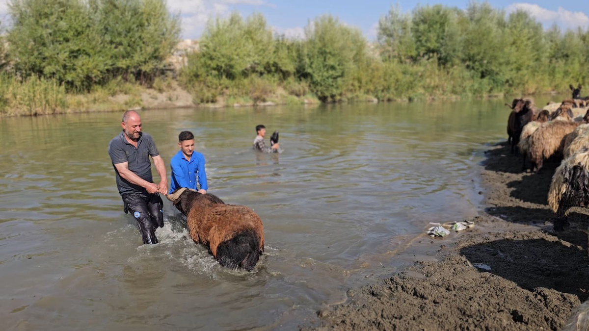 Muş Hasköy\'de besici Erkan Türe, koyunlarını çocuklarıyla Karasu Nehri\'nde yıkıyor