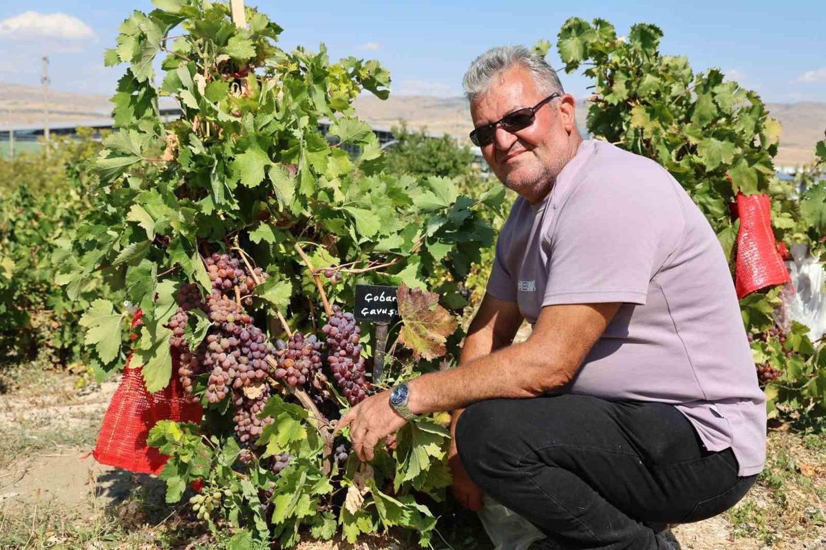 Nevşehir Gülşehir\'de Mehmet Kılıç, 15 yılda 45 çeşitten 650 üzüm çeşidine ulaştı