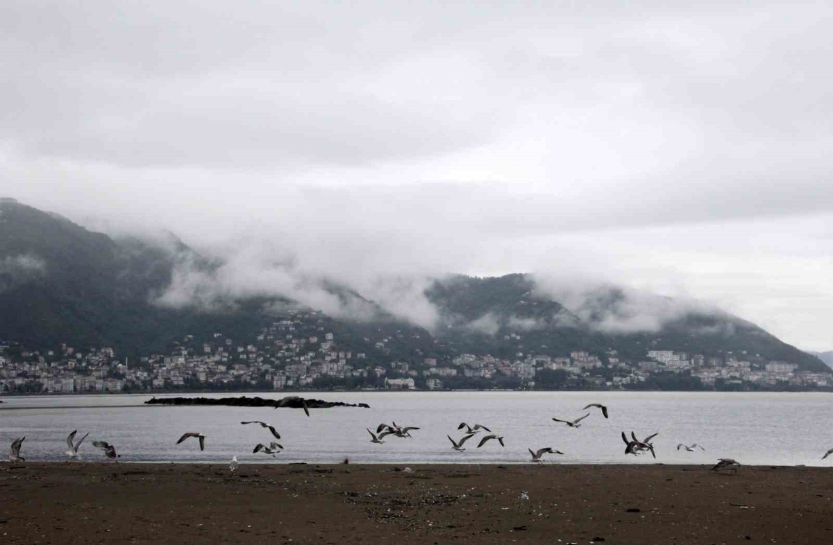 Ordu\'da Boztepe, sis bulutları ve martılarla eşsiz bir manzaraya sahne oldu