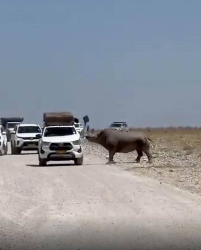 Turistlerin yüreği ağzına geldi! Bir tonluk dev hayvan arabayı parçalıyordu