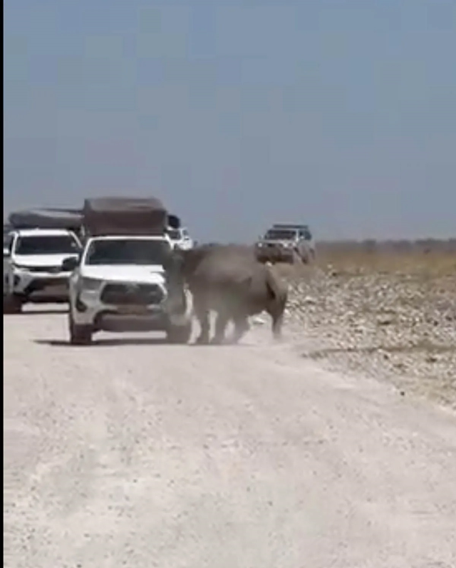Turistlerin yüreği ağzına geldi! Bir tonluk dev hayvan arabayı parçalıyordu