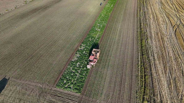 Yozgat Battal'da 300 dönümde şeker pancarı sökümü başladı, yağış çiftçiyi sevindirdi