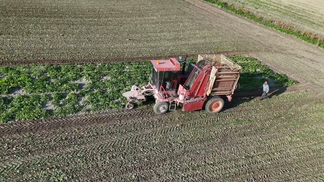 Yozgat'ta şekerpancarı hasadı başladı, fiyatı belirsiz, üretici 5 bin lira bekliyor