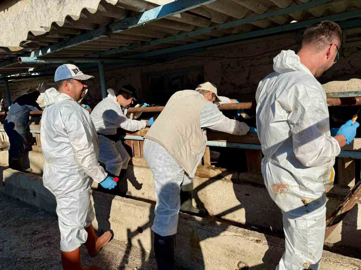 Afyonkarahisar Çay\'da ithal damızlık büyükbaşlar sağlık kontrolünden geçirildi