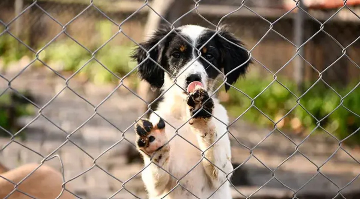 Mahkemeden sahipsiz köpek kararı: Ankara\'daki besleme yasağı iptal edildi