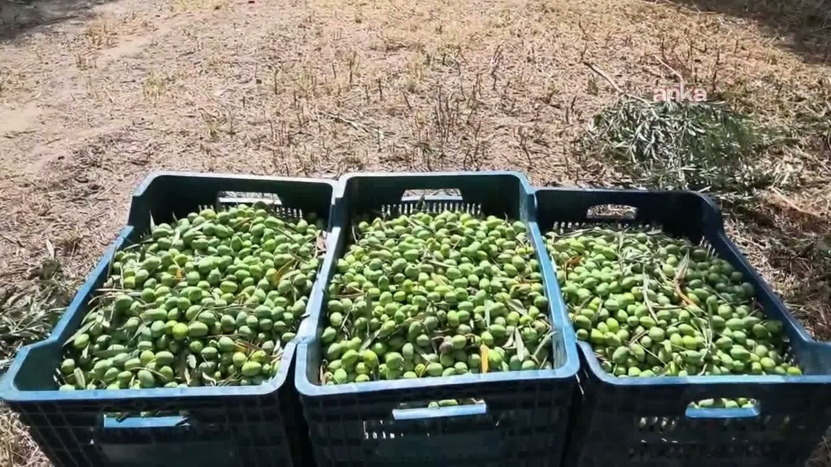 Aydın Karacasu\'da zeytin üreticisi düşen fiyattan yakındı, işçiye 1500 lira yetmiyor